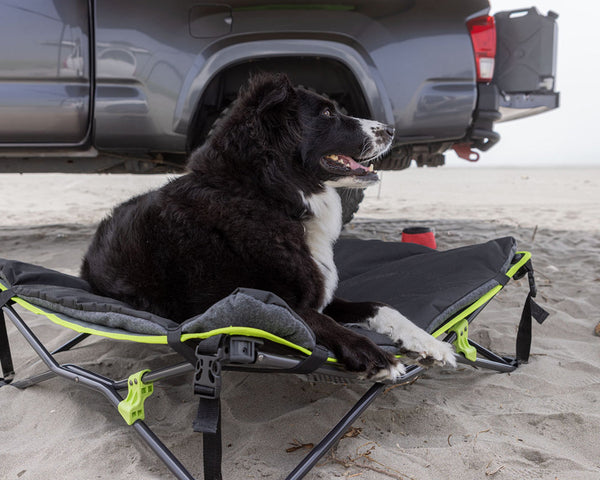 Ironman 4x4 Quick Fold Dog Bed with Padded Mat (IPET0023)